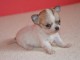 Magnifique  chihuahua disponible