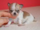 Magnifique  chihuahua disponible