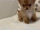 Magnifique  chihuahua disponible