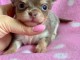 Magnifique  chihuahua disponible