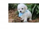 Magnifique chiot bichon a donner