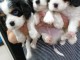 magnifique chiots Cavalier king Charle a donne