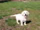 Magnifique chiot GOLDEN RETREIVER