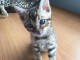 Chaton bengal a donner