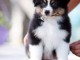 Chiots Berger australien 