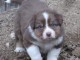 Jolis chiots berger australien