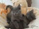 2 bb chats gris en adoption 