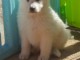 Berger blanc Suisse très câlin 