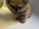 Adorables petits chiots spitz nain