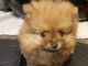 Adorables petits chiots spitz nain