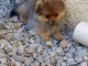 Adorables petits chiots spitz nain