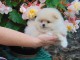 Adorables petits chiots spitz nain