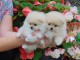 Adorables petits chiots spitz nain