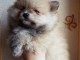 Adorables petits chiots spitz nain