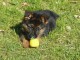 Adorable chiots berger allemand