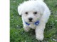 CHIOT BICHON POUR COMPAGNIE ET JOUEUR