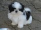 Chiots Shih Tzu LOF Disponible de suite