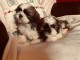  Chiots Shih Tzu LOF à réserver nés le 05 janvier 2020, 3 femelle