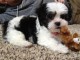 Chiots Shih Tzu LOF Disponible de suite