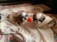 Chiots Shih Tzu LOF Disponible de suite