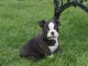 A donner Adorable Chiot Boston Terrier Femelle