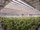 cultivateur à domicile avec un énorme rendement en variétés