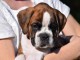 Chiots Boxer a donner pour adoption