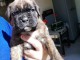 Chiots Boxer a donner pour adoption