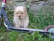 SUPERBE CHIOT CHOW CHOW A DONNER