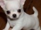 Recherche chiot chihuahua un don 