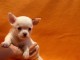 Adorable chiots chihuahua a donner