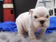 Adorable bouledogue anglais