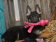 Adorable chiots berger allemand a donner