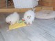 Donne chiot Spitz nain en adoption 