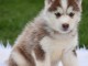 7 chiots husky sibérien