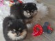 chiots Spitz nain Poméranien disponibles