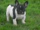 chiot bouledogue francais