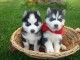 Chiots huskys de sibérien inscrits au LOF