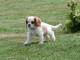 A donner chiot  Cavalier King Charles femelle