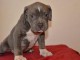 Chiots PITBULL Americain pour adoption