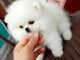 Donne chiot spitz nain blanc