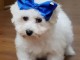 chiots bichons frise disponible