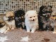 Jolis chiots spitz nain disponible