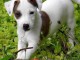 Donne chiot Jack russell inscrit au LOF 