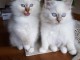 très beau chatons mâles de race Sacré de Birmanie 