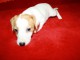 chiots jack russell disponible de suite