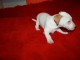 chiots jack russell disponible en santer