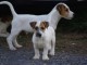 adorable chiot jack russell disponible