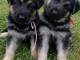 chiots berger allemagne pour bonne maman