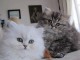  magnifiques chatons persans à donner